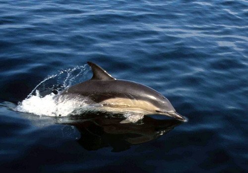 image lbcd_cswann8a-jpg