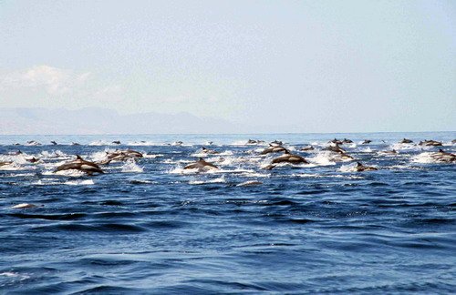 image lbcd_cswann20a-jpg