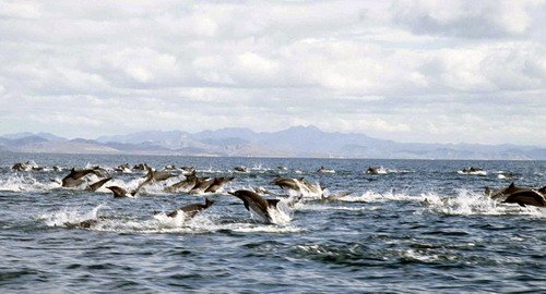 image lbcd_cswann23a-jpg