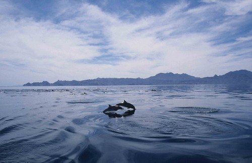 image lbcd_cswann42-jpg