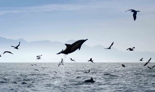 image lbcd_msomerville-jpg