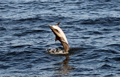 image lbcd_panderwald3150a-jpg