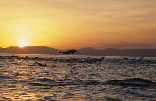 image lssdlssd_cswann-jpg