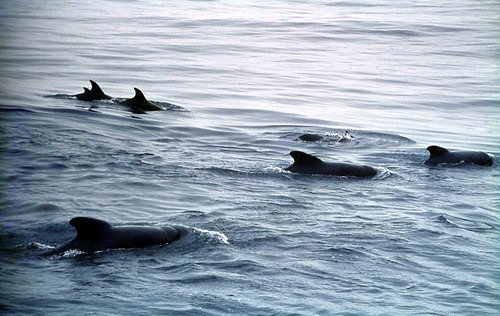 image lfpwbnd_dstroud-jpg