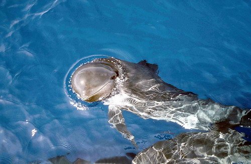 image lfpw_cswann15-jpg