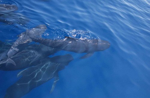 image lfpw_cswann18-jpg