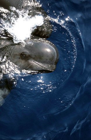 image lfpw_cswann3-jpg