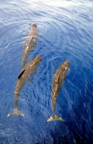 image lfpw_cswann46a-jpg