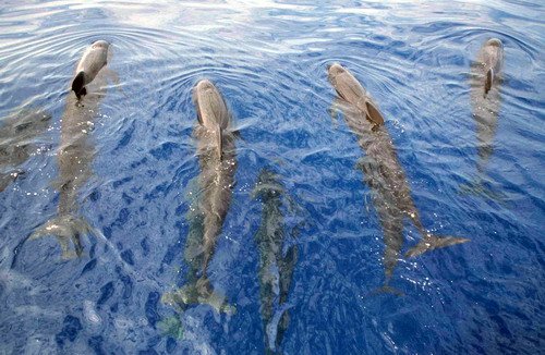 image lfpw_cswann47a-jpg