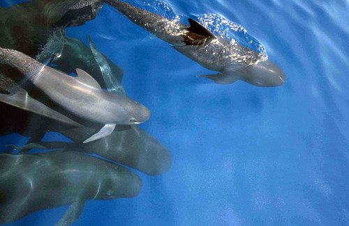 image lfpw_cswann6-jpg