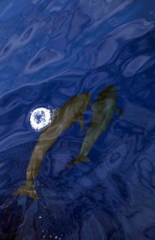 image lfpw_cswann61-jpg