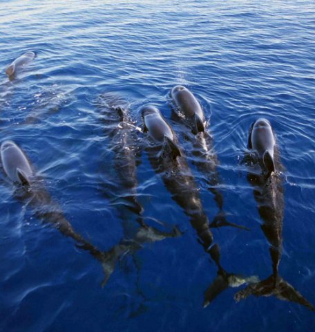 image lfpw_cswann62a-jpg