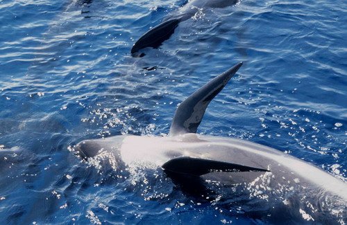 image lfpw_cswann9-jpg