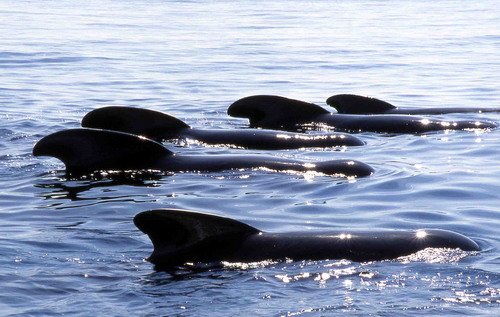 image lfpw_cswann95-jpg