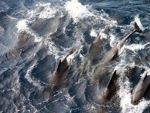 image lfpw_cswann97-jpg