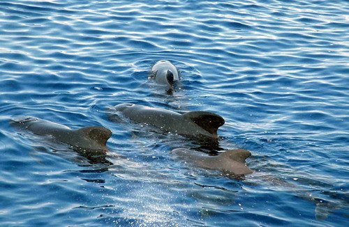 image lfpw_cswann1a-jpg