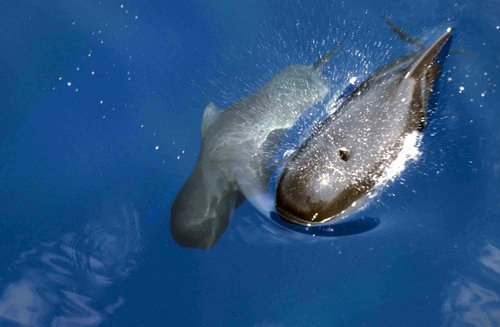 image lfpw_cswann21-jpg