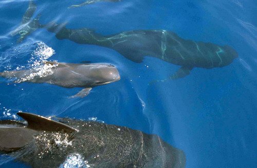 image lfpw_cswann23a-jpg