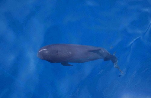 image lfpw_cswann24-jpg