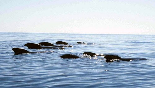 image lfpw_cswann30a-jpg