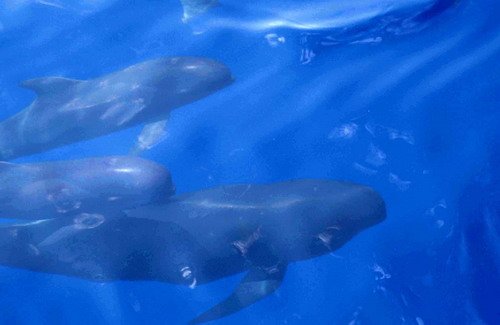 image lfpw_cswann32-jpg