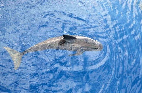 image lfpw_cswann38a-jpg