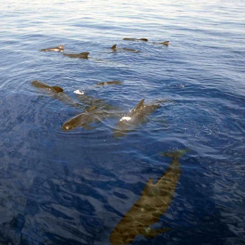 image lfpw_cswann49a-jpg