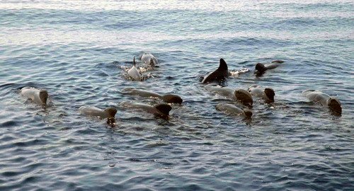 image lfpw_cswann59a-jpg