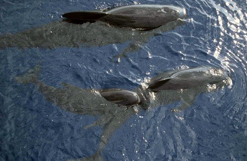 image lfpw_cswann64a-jpg