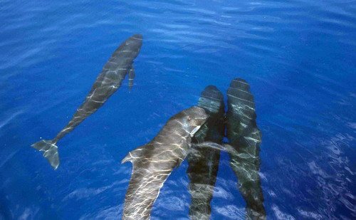 image lfpw_cswann78a-jpg