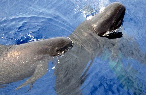 image lfpw_cswann83-jpg