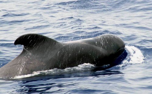 image lfpw_cswann84a-jpg