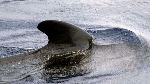 image lfpw_cswann85a-jpg