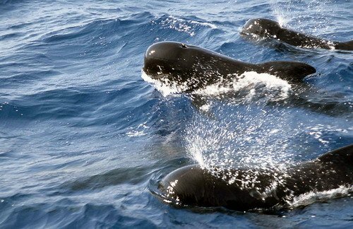 image lfpw_cswann86a-jpg