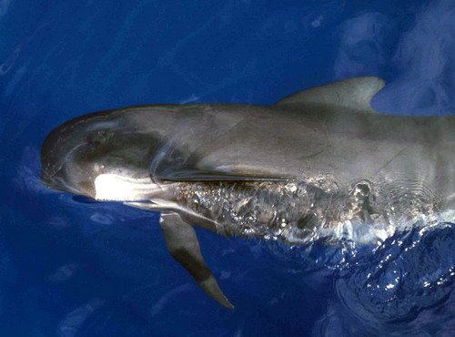 image lfpw_cswann87a-jpg