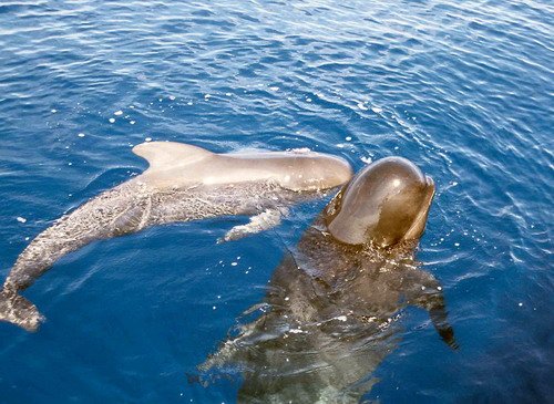 image lfpw_cswann96a-jpg