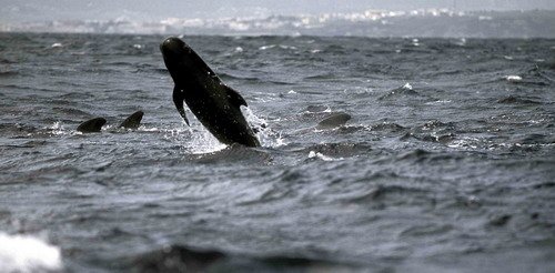 image lfpw_fugarte1-jpg