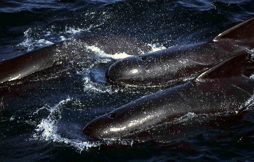 image lfpw_mbaines_a-jpg