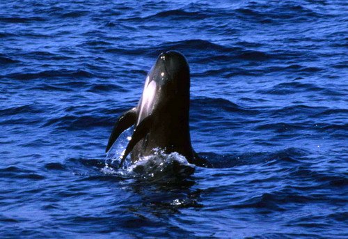 image lfpw_rwbaird7a-jpg