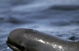 Long-finned Pilot Whale
