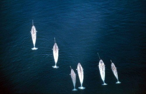 image narwh_amartin1a-jpg