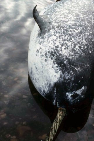 image narwh_amartin2a-jpg