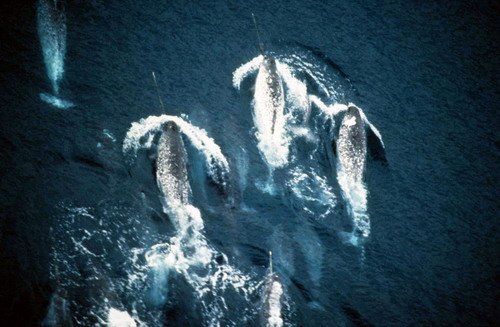 image narwh_amartin4a-jpg