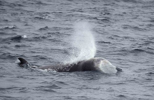 image nbw_fugarte3a-jpg