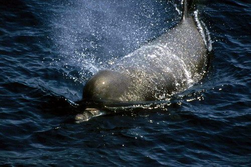 image nbw_rwbaird1a-jpg