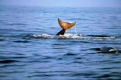 image nbw_rwbaird6-jpg