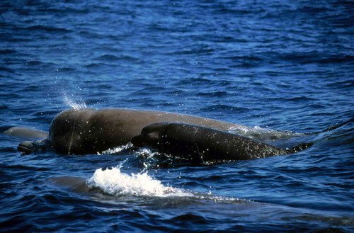 image nbw_rwbaird7-jpg