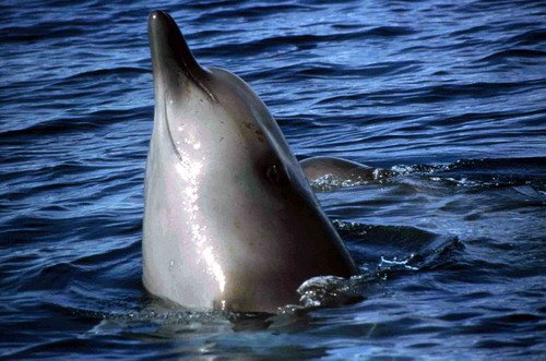 image nbw_shooker14-jpg