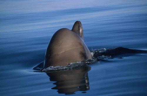 image nbw_shooker15-jpg