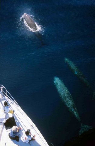 image nbw_shooker2-jpg